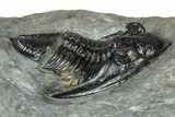 Fossil Zlichovaspis Trilobite - Atchana, Morocco #359486-2